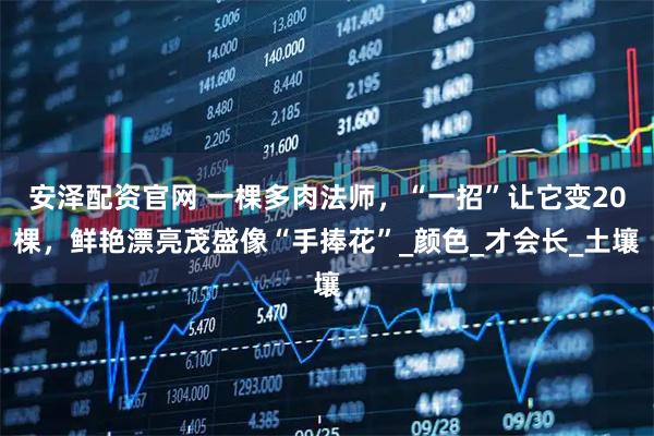 安泽配资官网 一棵多肉法师，“一招”让它变20棵，鲜艳漂亮茂盛像“手捧花”_颜色_才会长_土壤